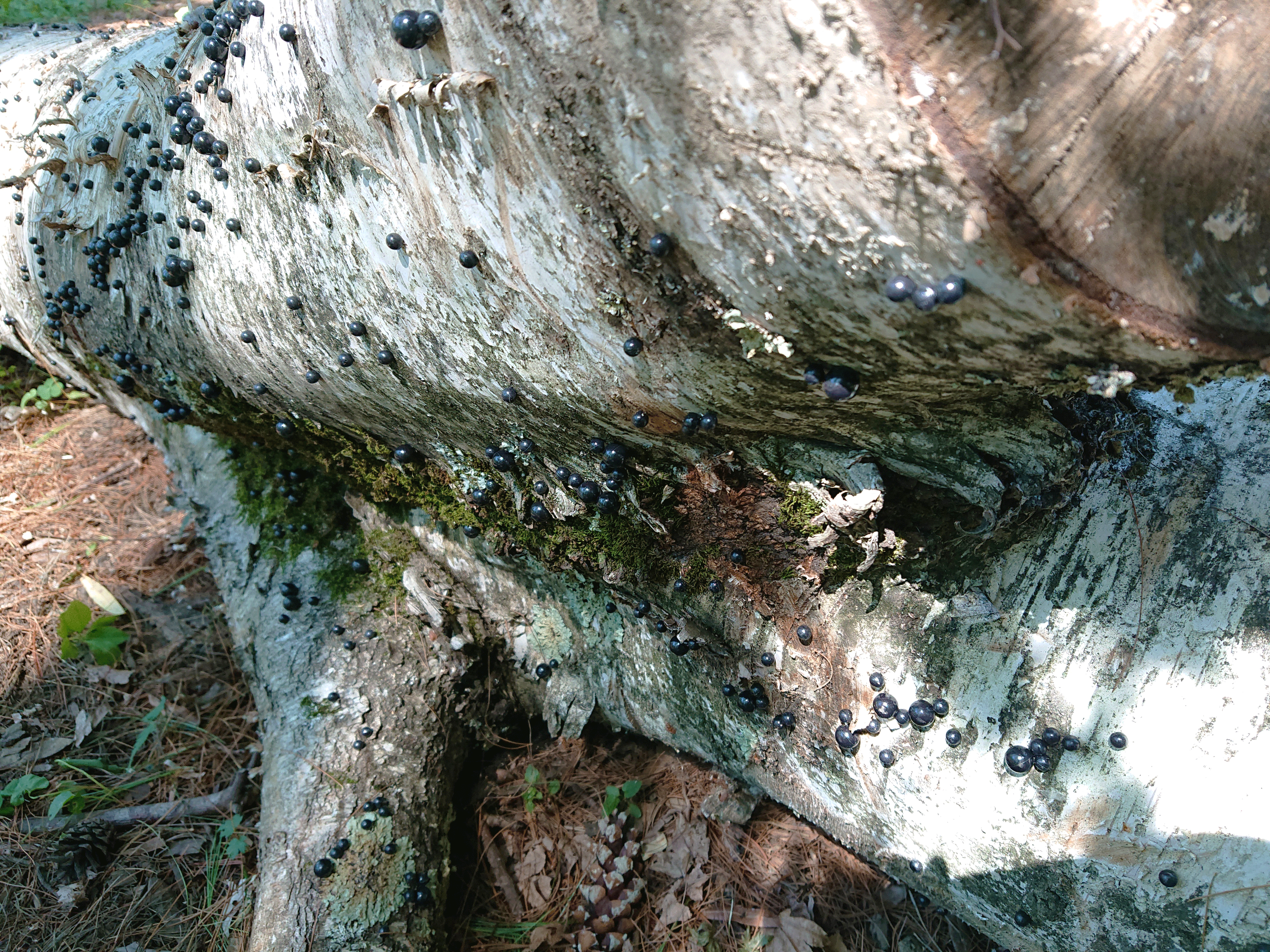 Generation8-(14)web.gif