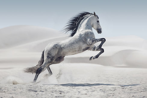 wild horse in dust.jpg