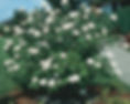 Korean Viburnum