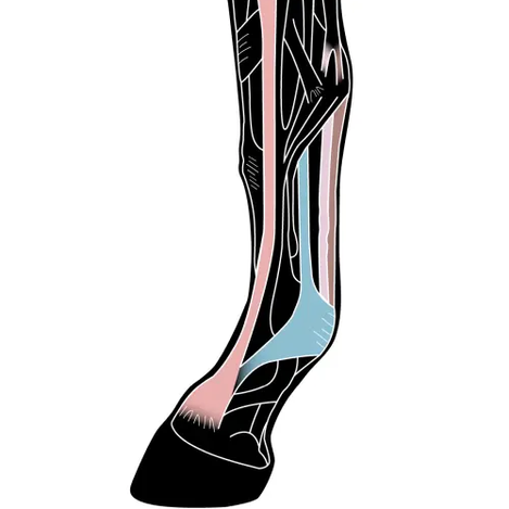 Laser Therapy for tendon and ligament injuries in horses