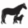 Laser therapy for equine. Laser therapy for dogs. Laser therapy for animals. Biomodulation. Theralux.