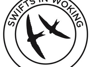 Swifts in Woking Project.