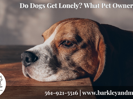 A sad-looking beagle resting its head on a wooden surface with the text “Do Dogs Get Lonely? What Pet Owners Miss” promoting a Barkley + Miao Pet Sitting Services blog post about emotional wellbeing and loneliness in dogs.