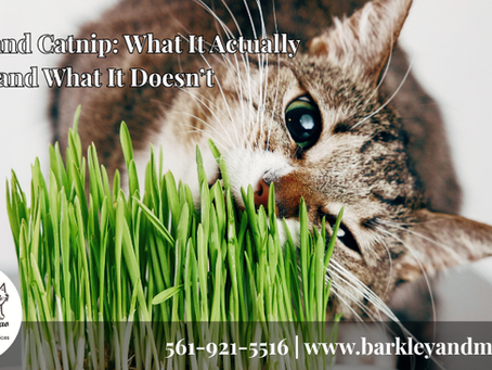 Cat sniffing fresh green cat grass with Barkley + Miao branding and the blog title “Cats and Catnip: What It Actually Does and What It Doesn’t.”