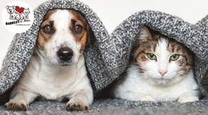 Dog and cat resting under a knitted blanket, representing how pets stay comfortable during Florida’s cooler winter months.