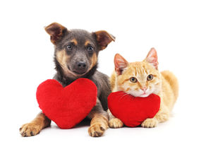 Unleash the Love: Join Us for "Paws To Love" - A Furry-Friendly Adoption Event!