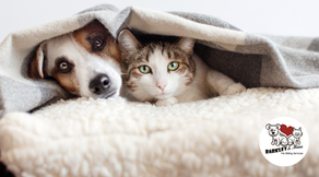 Dog and cat resting together under a blanket at home, representing calm winter routines and in-home pet sitting care in Boynton Beach, Florida.