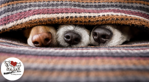 Three dogs resting nose-to-nose under a cozy blanket, representing calm, comfort, and post-holiday routine adjustment for pets in Boynton Beach.