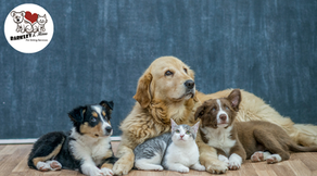 Group of dogs and a cat resting together indoors, representing in-home pet sitting and dog walking care for multi-pet households in Boynton Beach.
