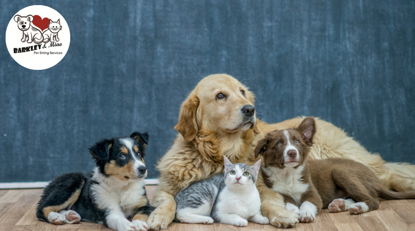 Group of dogs and a cat resting together indoors, representing in-home pet sitting and dog walking care for multi-pet households in Boynton Beach.