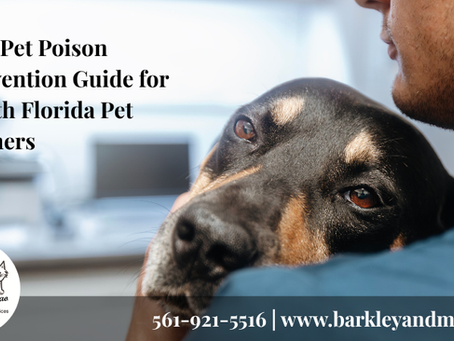 Concerned dog resting against its owner's shoulder during a veterinary visit, representing pet poison prevention awareness and emergency pet safety for South Florida pet owners.
