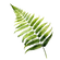 il_1588xN_edited.png