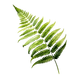 il_1588xN_edited.png