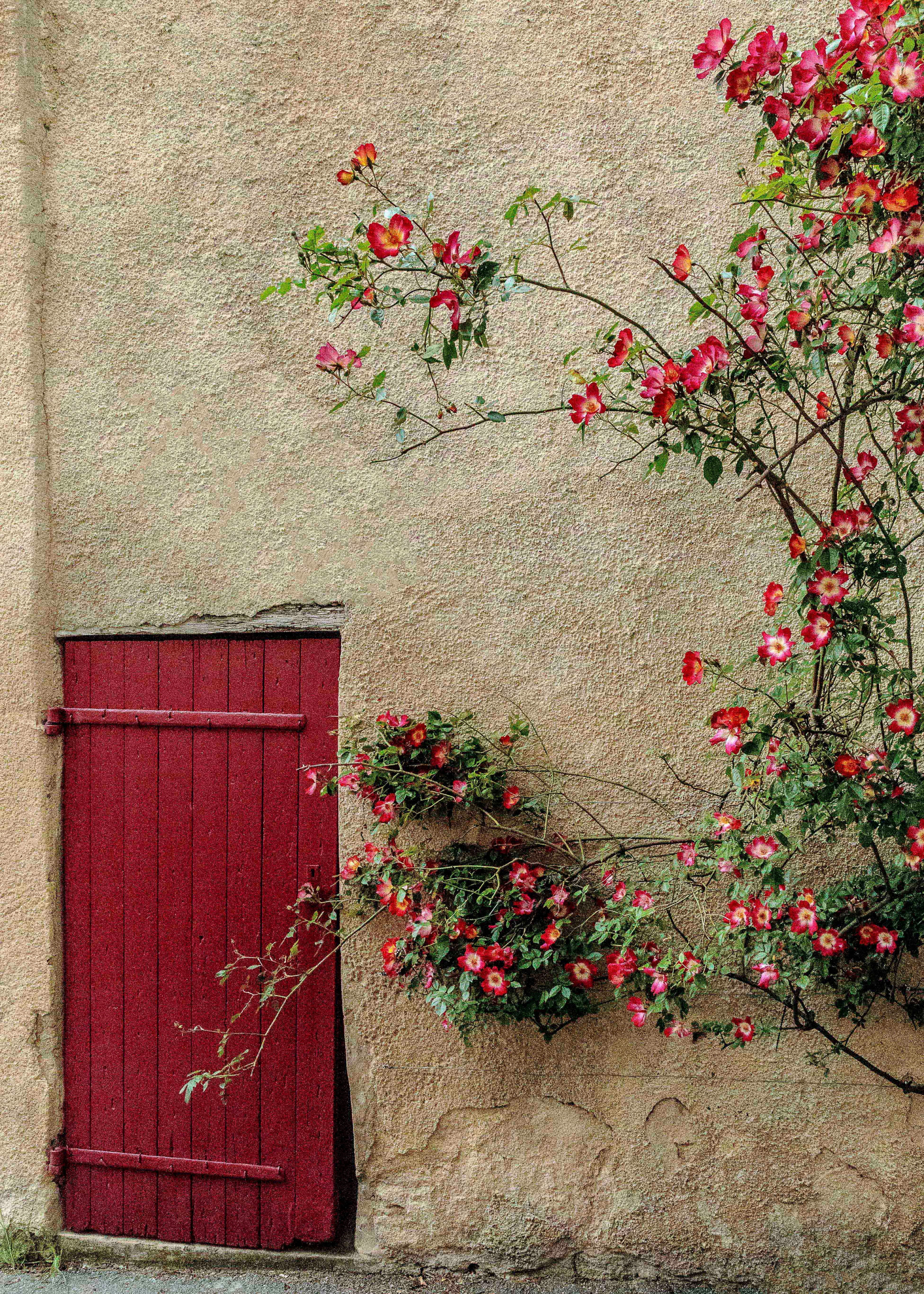Card No 1882  Rambling Roses over an old Red Door