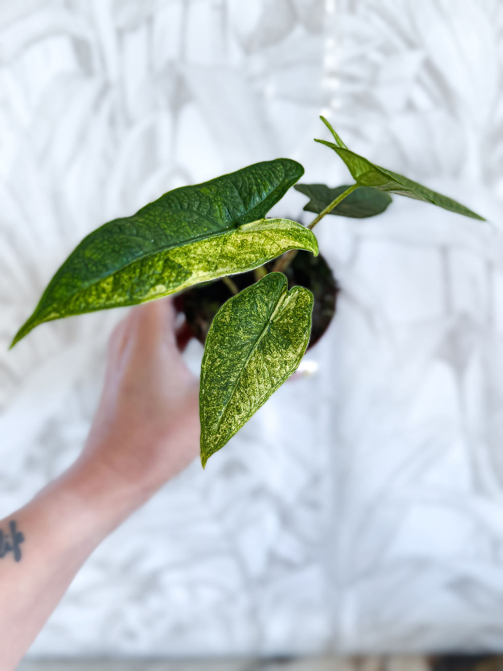 Miniature : Alocasia Sulawesi Green Carpet Variegata 