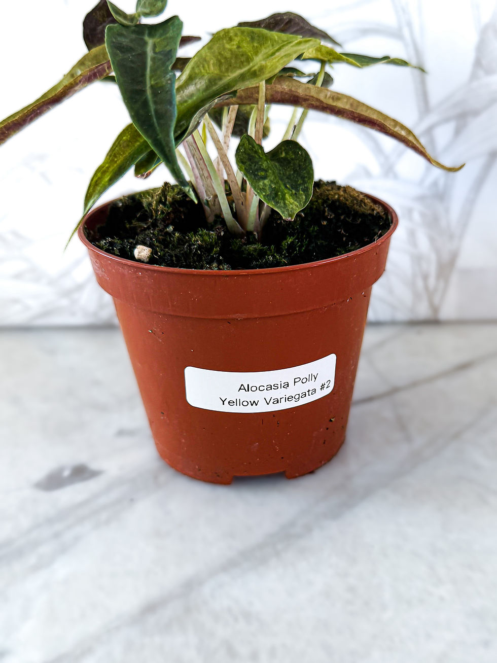 Miniature : Alocasia Amazonica Polly Aurea Variegata