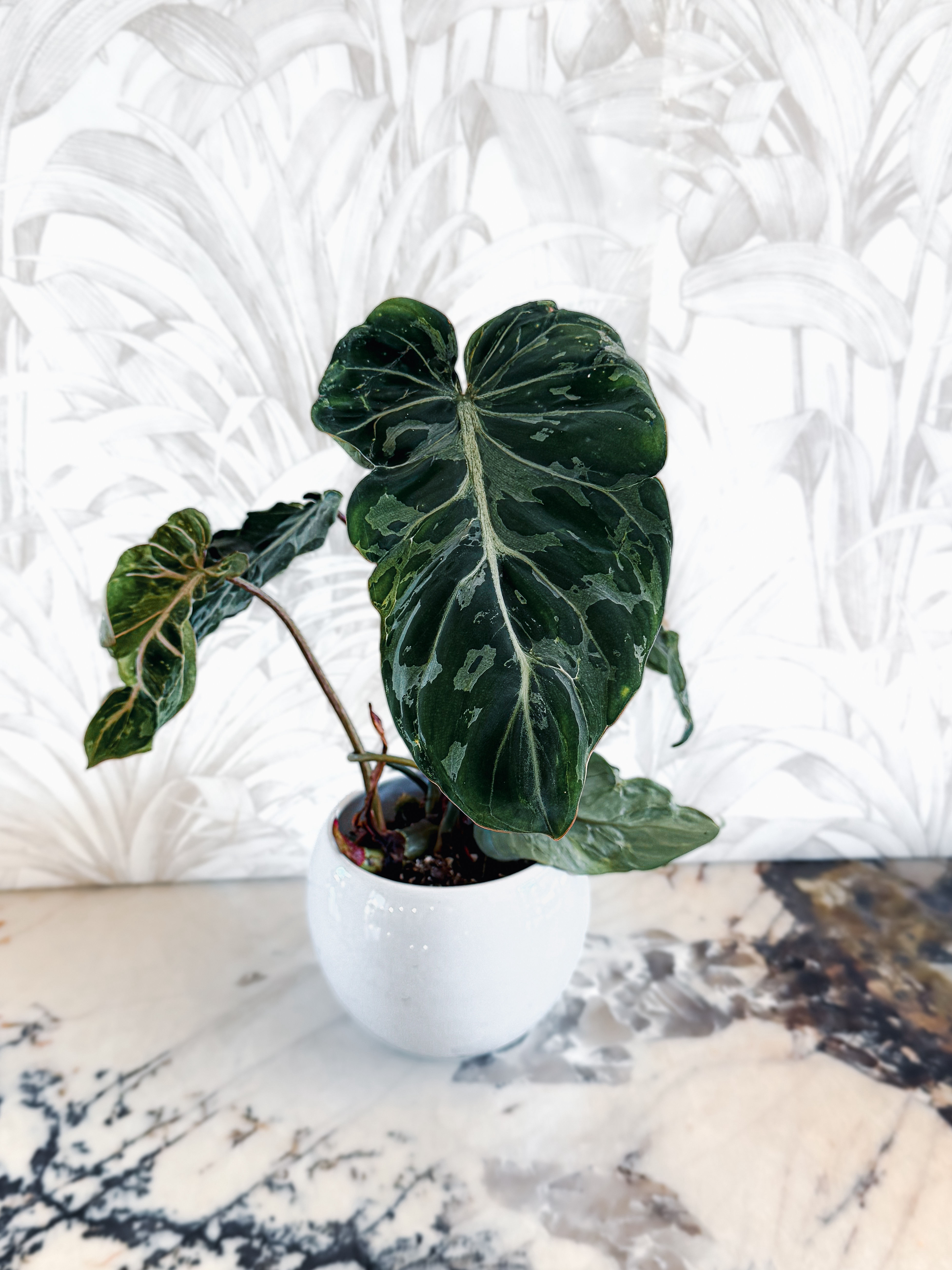 Philodendron Gloriosum Snow Leopard Variegata