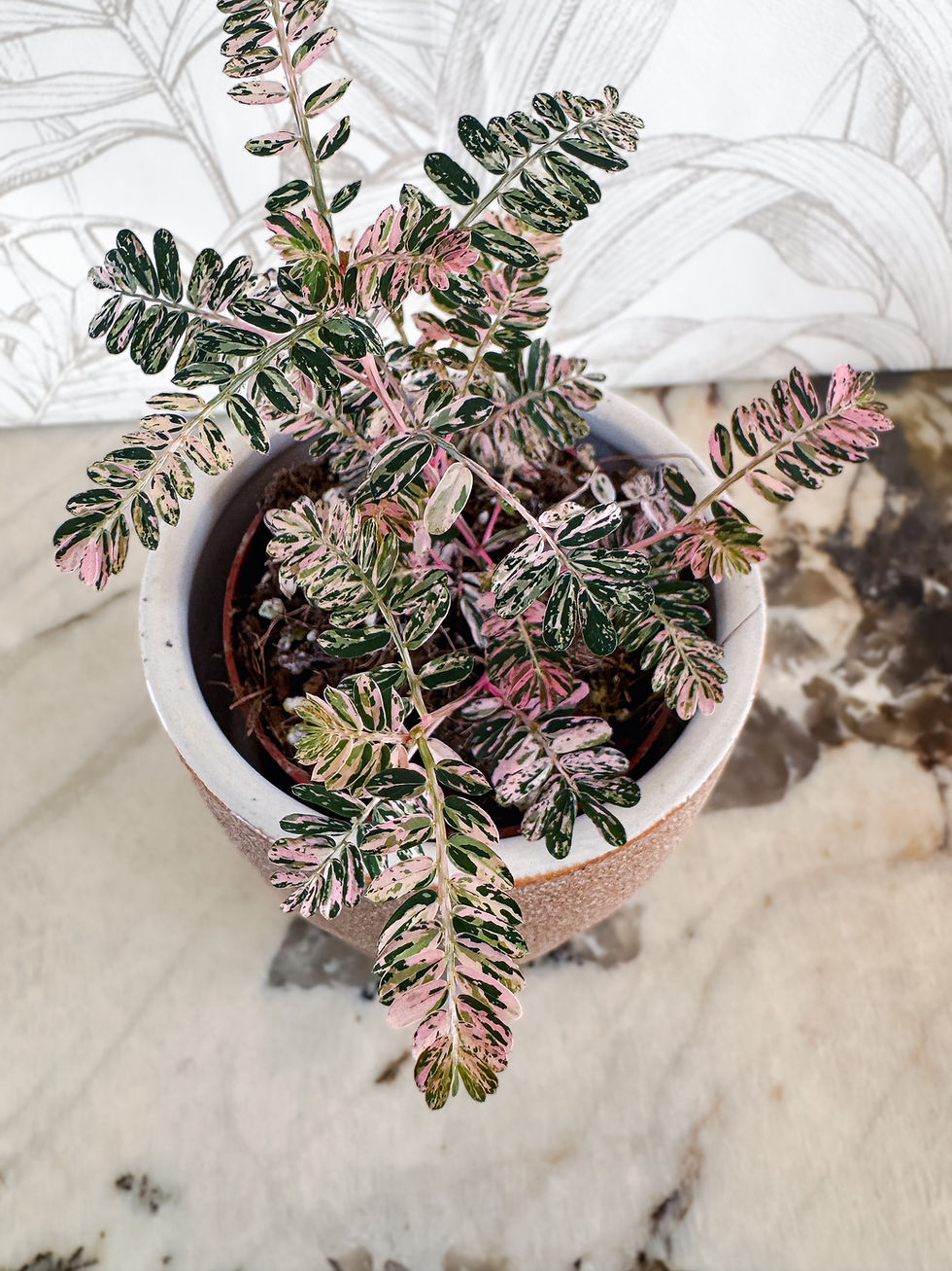 Miniature : Phyllantus Urinaria Pink Variegata 