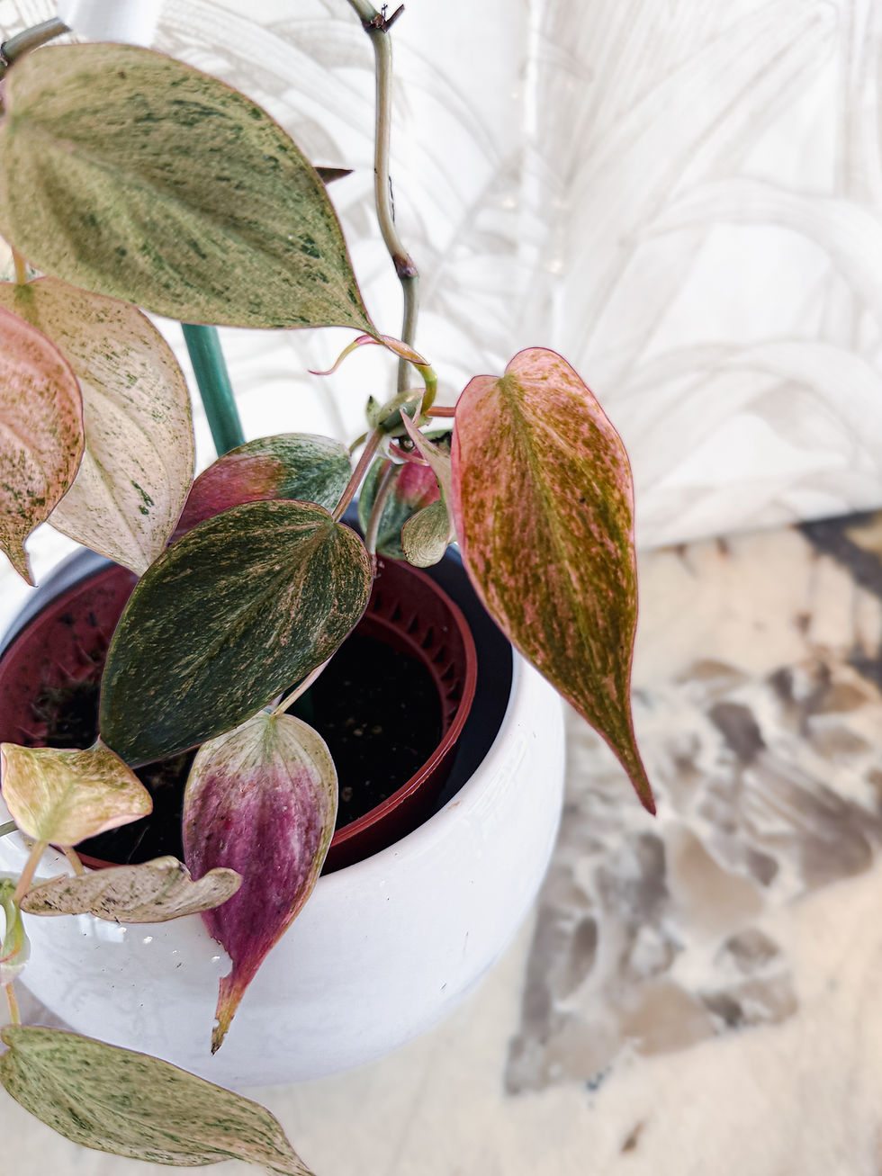 Miniature : Philodendron Micans Pink Marble Variegata