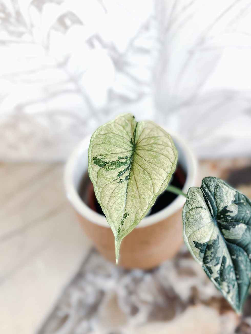Miniature : Alocasia Dragon Scale Albo Variegata 