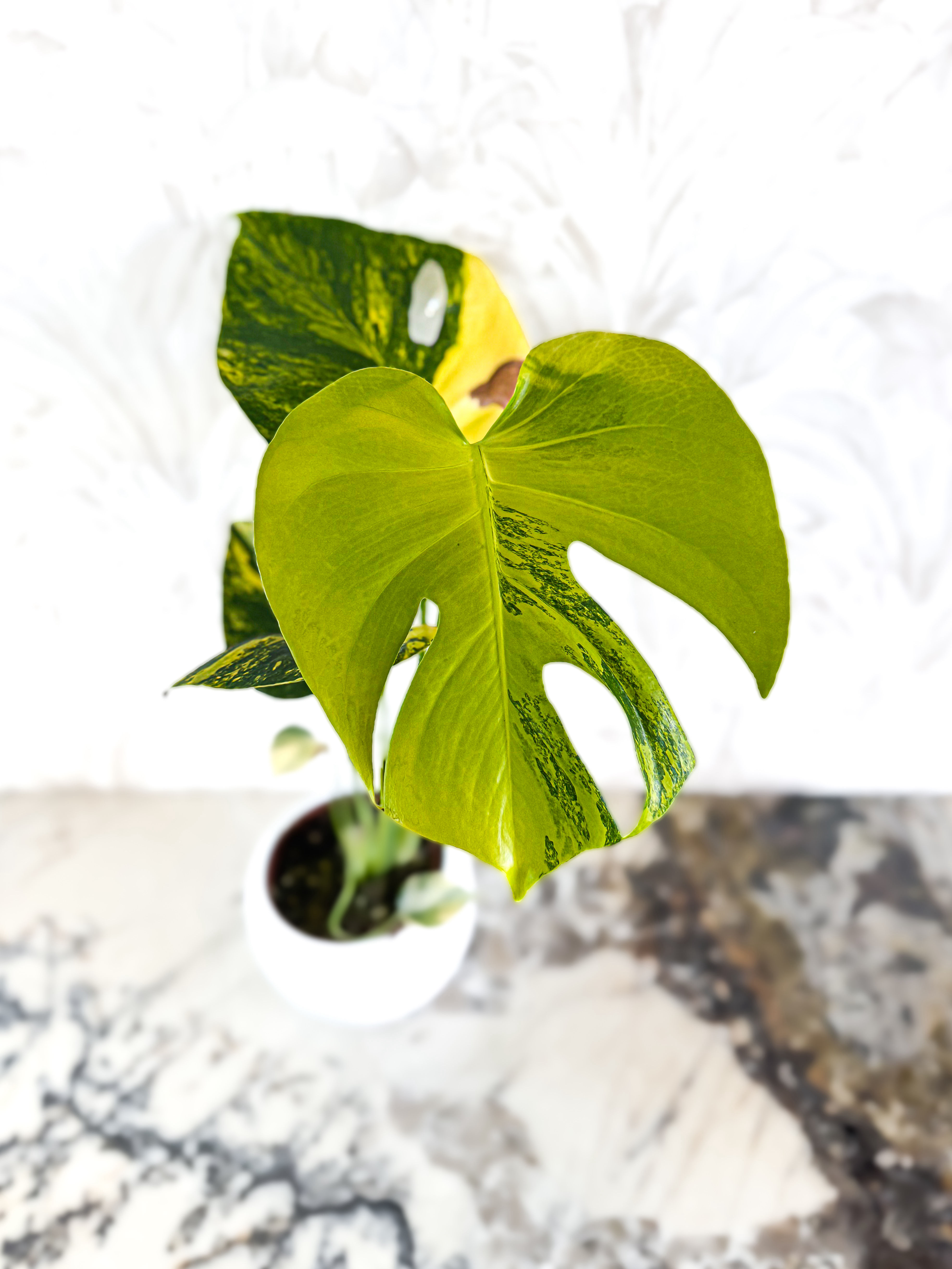 Monstera Deliciosa Aurea Yellow Marylin Variegata - Large Form