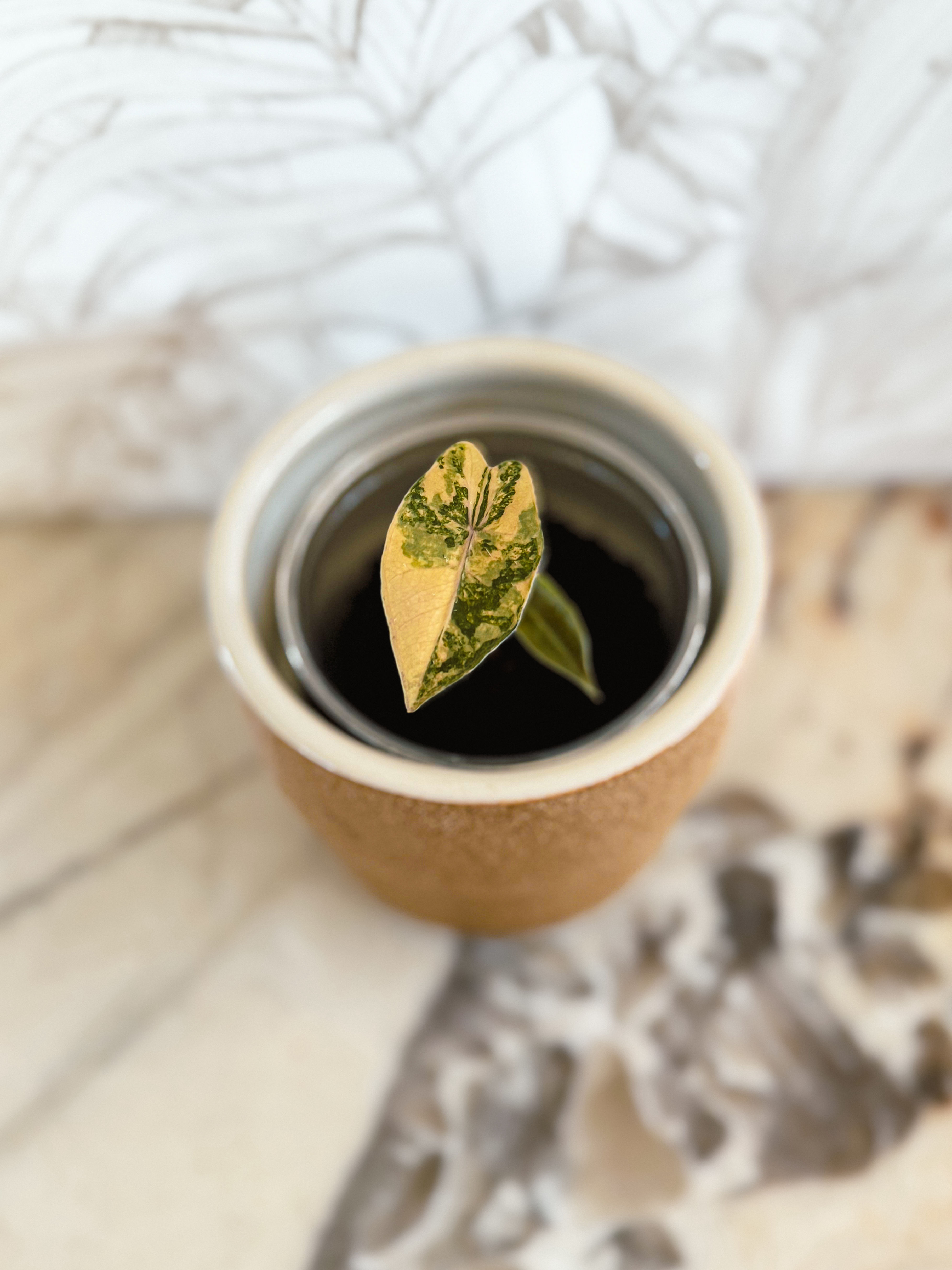 Alocasia Pseudo Sanderiana Variegata