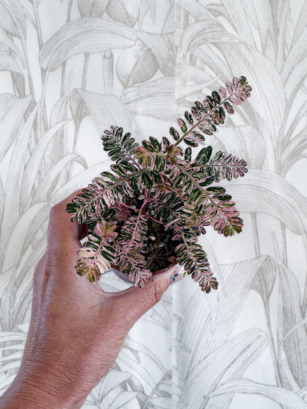 Miniature : Phyllantus Urinaria Pink Variegata