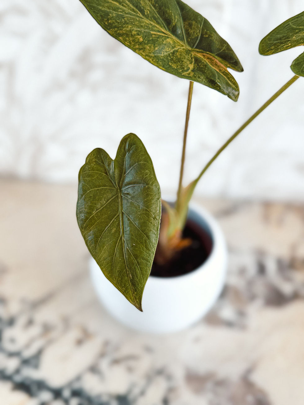 Miniature : Alocasia Wentii Aurea Variegata