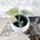 Miniature : Monstera Deliciosa Mint White Monster - Large form