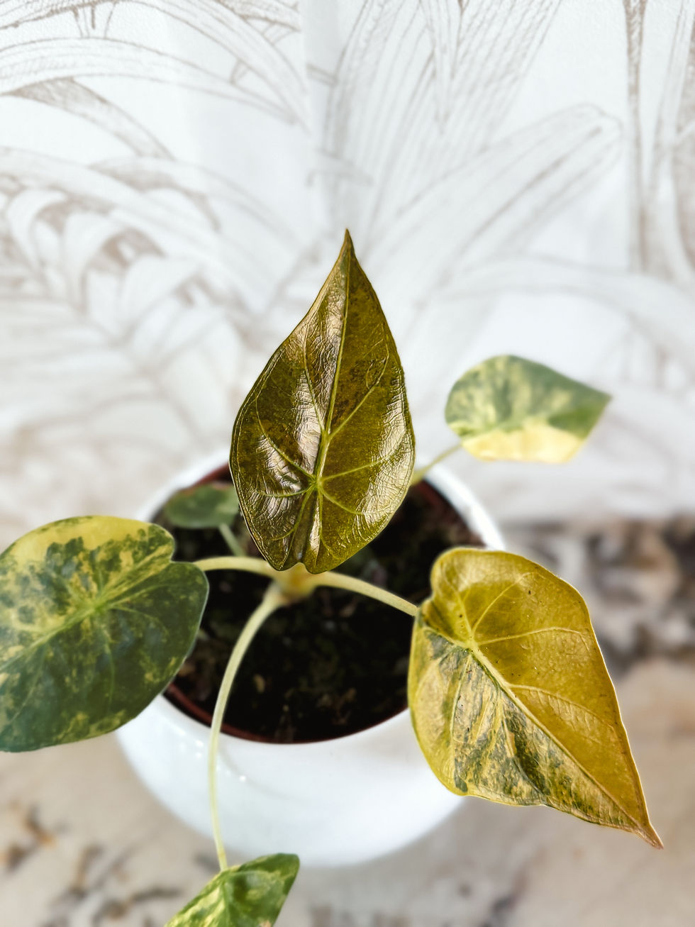 Miniature : Alocasia Wentii Aurea Variegata