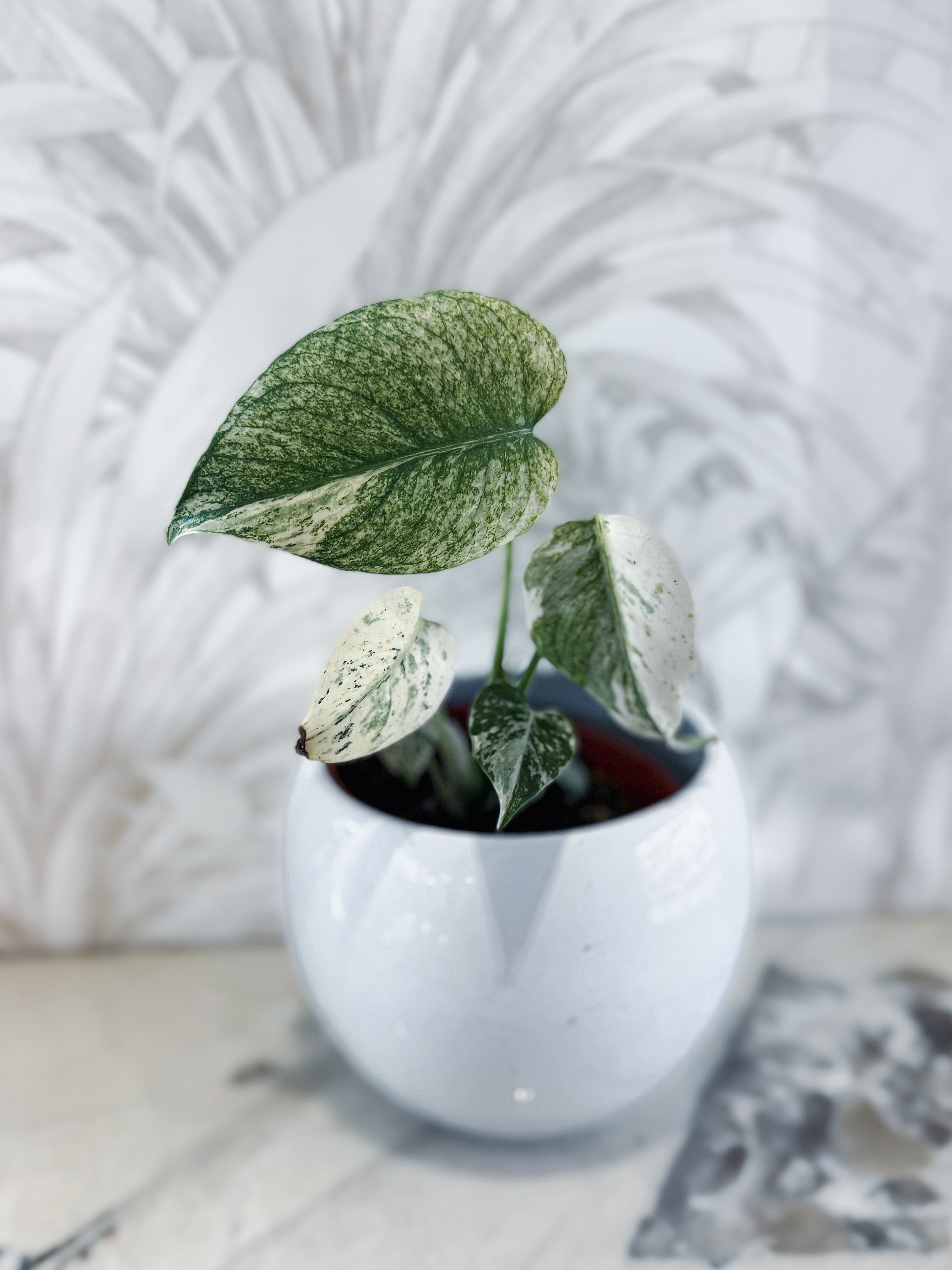 Monstera Deliciosa Mint White Monster - Large form