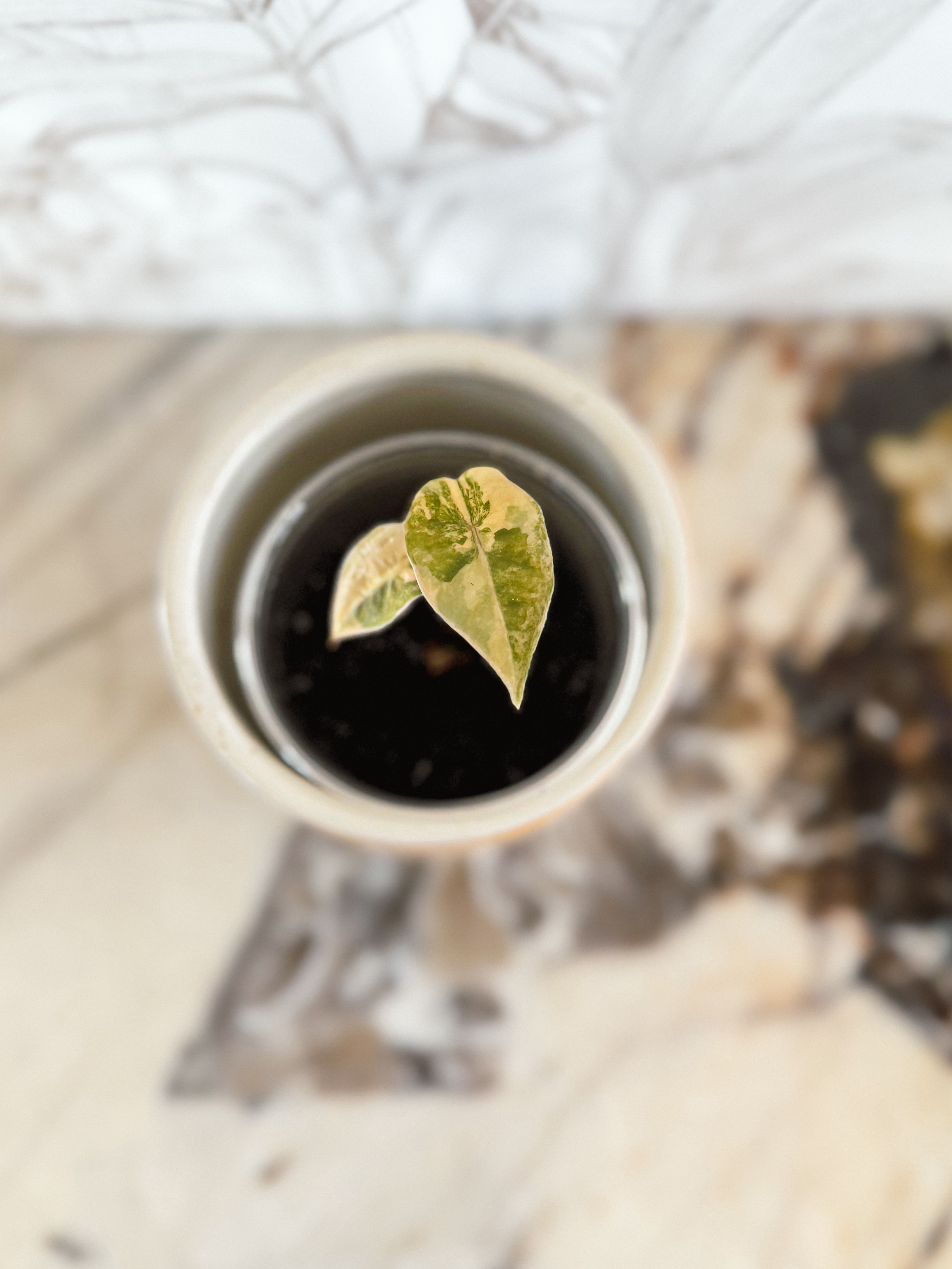 Alocasia Pseudo Sanderiana Variegata