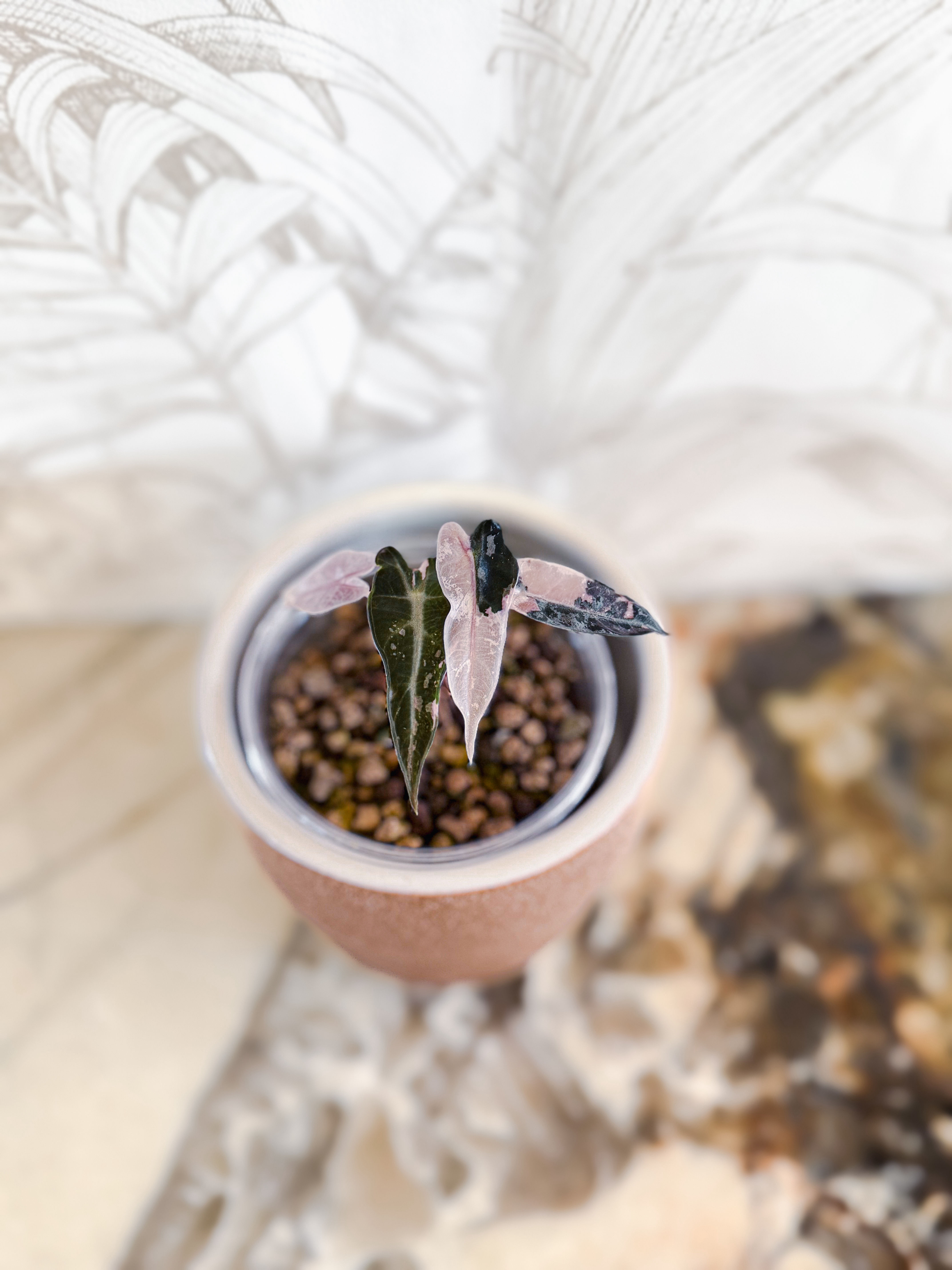 Alocasia Bambino Pink Variegata 