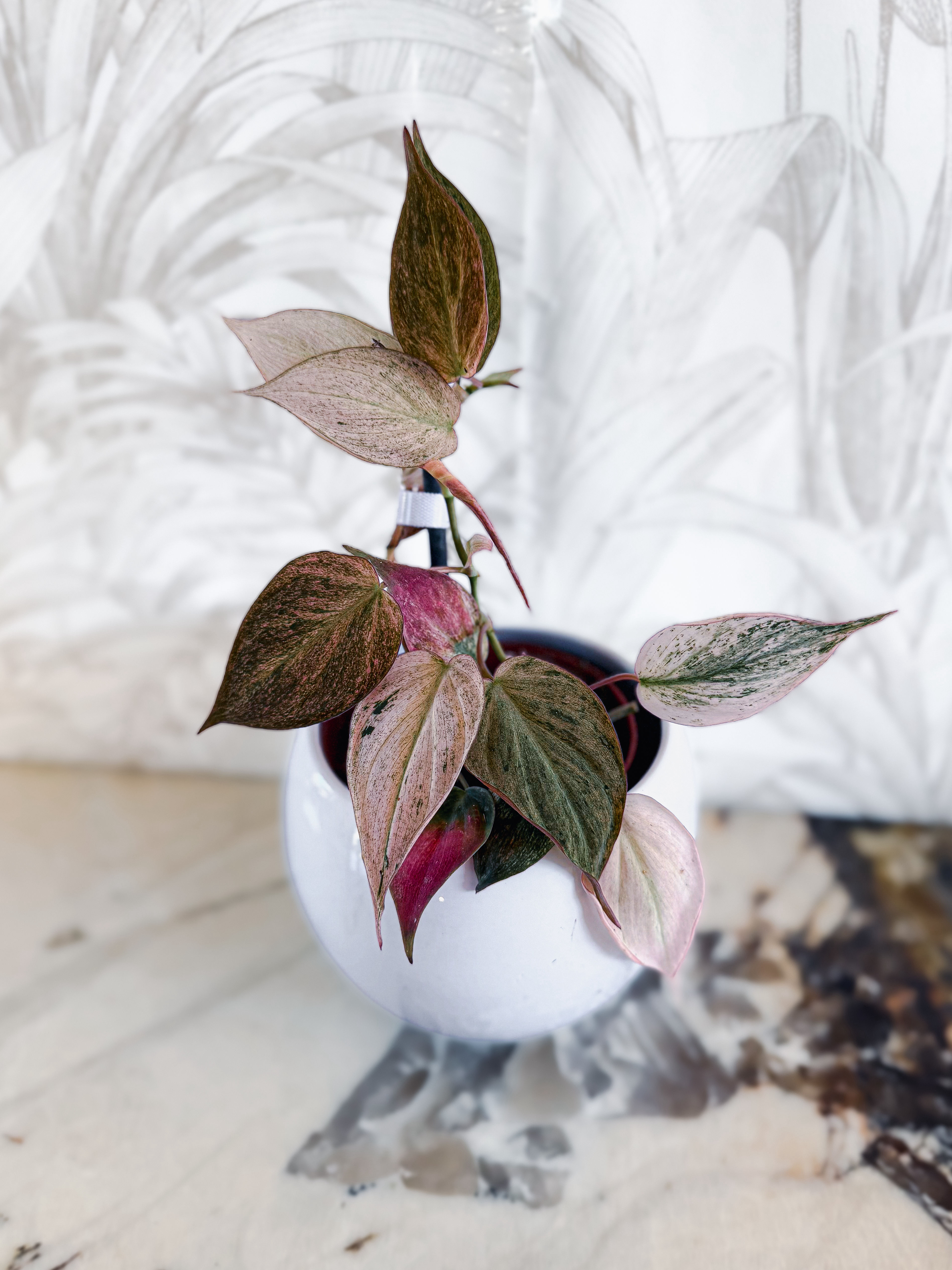 Philodendron Micans Pink Marble Variegata