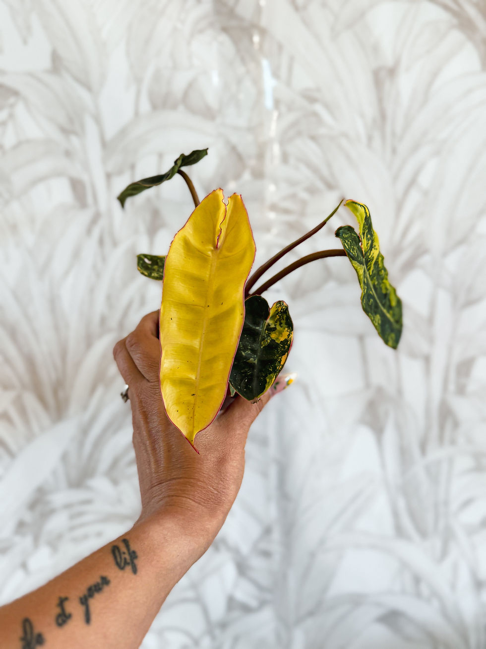 Miniature : Philodendron Billietiae Variegata