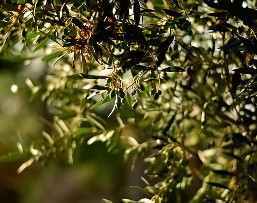 Olio Principe e tradizioni culinarie aragonesi

