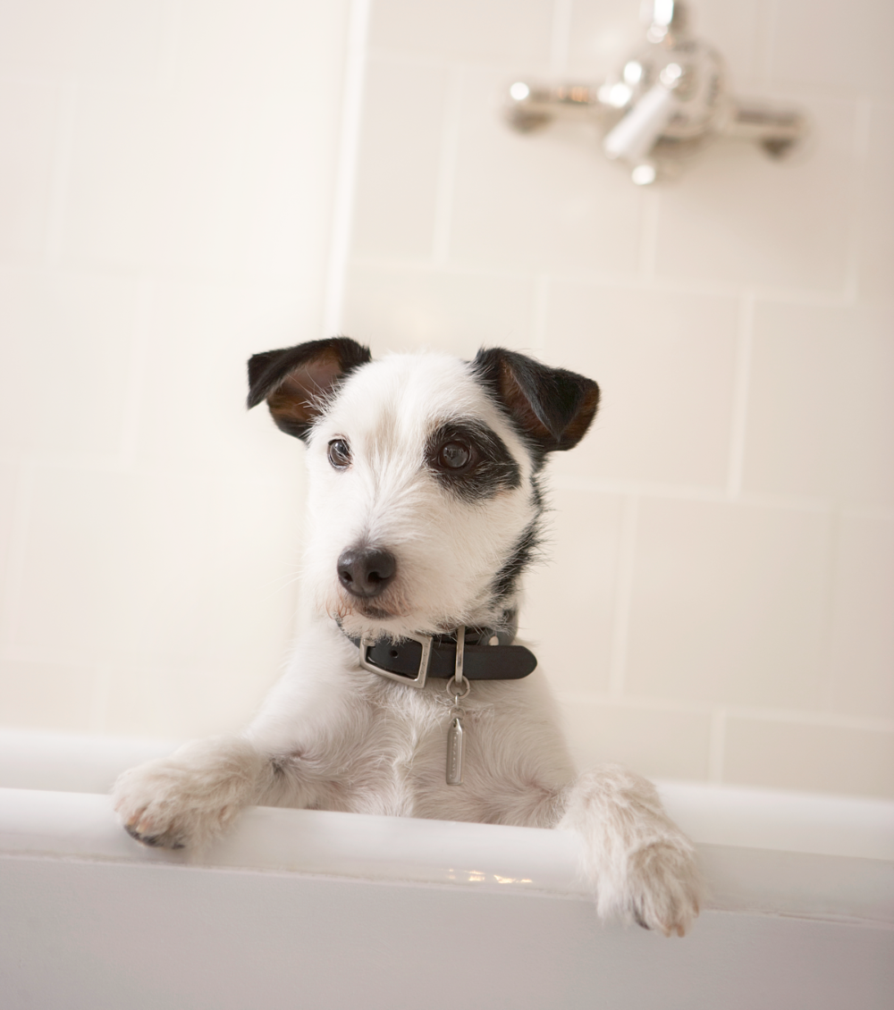 All Fur Love Grooming LLC