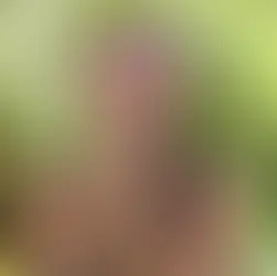 Rosario abandona 'Supervivientes'