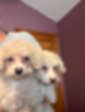 Toy Poodles- 4_21_26