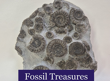 fossil_edited_edited.jpg