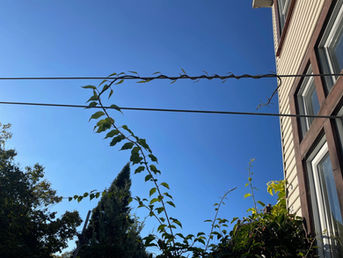 green piece of vine twining itself into and around a laundry line against a blue sky