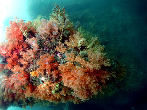 [9월 7일~14일] 제주 서귀포 다이빙 캠프