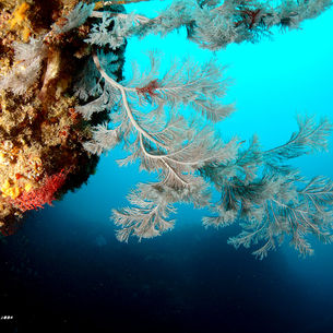 [8월 12일~15일] 제주도 성산 다이빙여행~