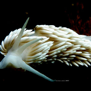 [4월 9,10일] 동해 다이빙 여행~