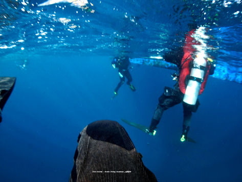 함께 하는 다이빙에 대하여