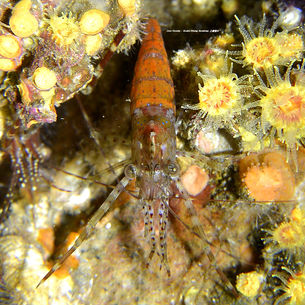 [4월 16~17일] 동해 다이빙 여행~