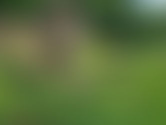 Le chant de la baleine