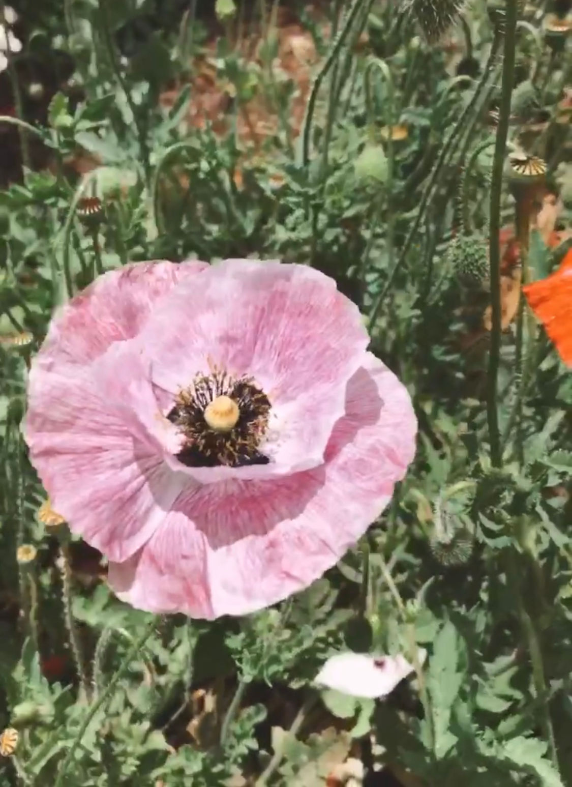 Poppy - 'Mother of Pearl'