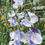 Thumbnail: Sweet Pea - 'Blue Streamer'