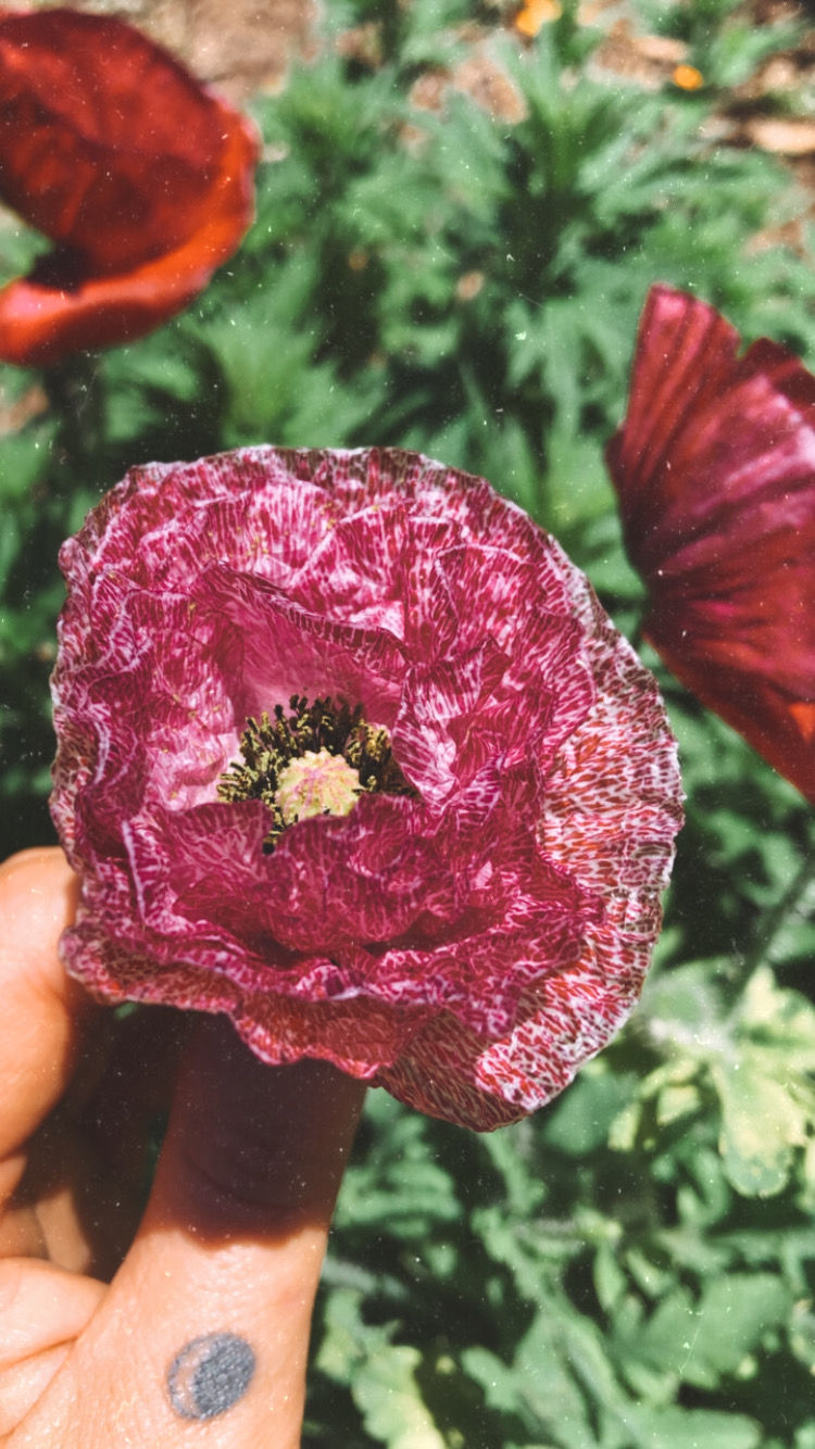 Thumbnail: Poppy - 'Pandora'